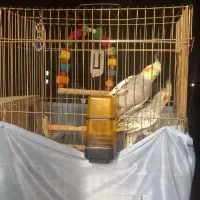 دوتا عروس هلندی به فروش می‌رسد.
