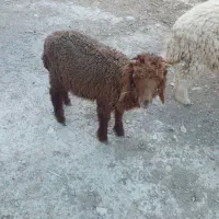 بره