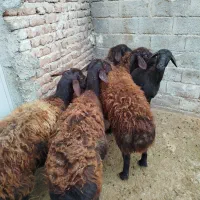 ۵ راس گوسفند جوان و چاق