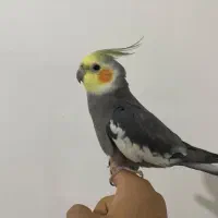 عروس هلندی سخنگو