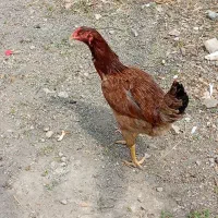 حیوان مزارعه