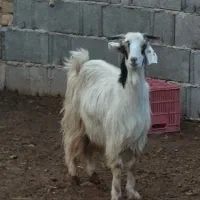 کولار زه اول|حیوانات مزرعه|مرودشت, ثبت احوال|دیوار