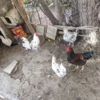 تخم مرغ گلین|حیوانات مزرعه|مینودشت, |دیوار