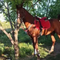 نریان عرب ایرانی