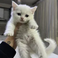 گربه پسر و دختر (شمیرانی کت)|گربه|کرج, گوهردشت|دیوار