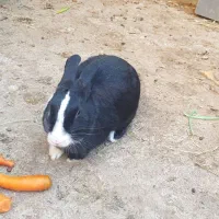 فروش خرگوش|موش و خرگوش|بندر گناوه, |دیوار