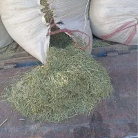 کاە زمستان گزرانی