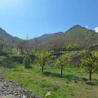 باغبان