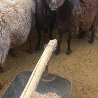 سه عدد شیشک درجه یک|حیوانات مزرعه|سرچهان, |دیوار