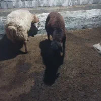 بره نر ساری قولاغ|حیوانات مزرعه|مشگین شهر, |دیوار