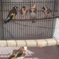 سهره نقاب اروپایی(پرتقالی)|پرنده|مهریز, |دیوار