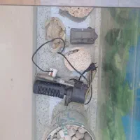 اکواریوم و سینما خانواده|ماهی|مشهد, شهرک بهارستان|دیوار