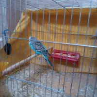 جفت مرغ عشق و یک کوتوله|پرنده|ماهان, |دیوار