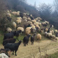 گوسفند بز داشتی