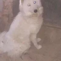 واگذاری هاسکی|سگ|جوادآباد, |دیوار