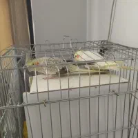 یک جفت عروس هلندی جوان لوتینو وگل باقالی