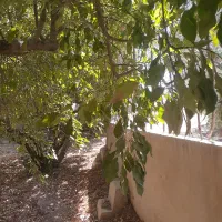 باغ-500-متری