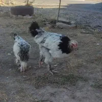 نیمچه برهما لایت|حیوانات مزرعه|کرمانشاه, |دیوار