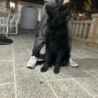 ژرمن شپرد 5 ماهه نر شولاین کیفیت بالا