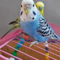 مرغ عشق ماده|پرنده|کازرون, |دیوار