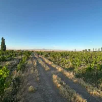 زمین کشاورزی ۵۵ هکتاری باغ انگور|فروش زمین و ملک کلنگی|ضیاء آباد, |دیوار