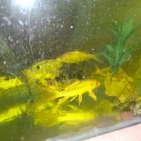 ماهی کوی|ماهی|یزد, |دیوار