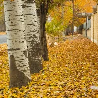 550-متر-باغچه-جاده-محمدشهر-خیابان-بسیج