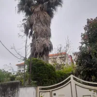 فروش درخت پالم