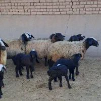 نژاد اصیل و برتر ایران|حیوانات مزرعه|مهریز, |دیوار