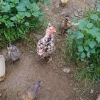 مرغ تخم گذاروکرچ شو گلین اصل