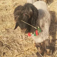 کوه کله سیاه روزگار زنگ تخمی روز