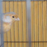 قناری اوپال سیلور|پرنده|قم, پردیسان|دیوار