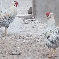 سه عدد خروس گلین خوشکل چهل تاج کللی ریشو|حیوانات مزرعه|قم, شهرک فاطمیه|دیوار