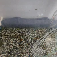 اکواریم شرکتی ۸۰ سانت (خم)|ماهی|تهران, شهرک محلاتی|دیوار