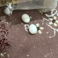 عروس هلندی لوتینو جفت