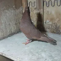 مادها اماده به جفت|پرنده|بجنورد, |دیوار