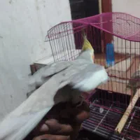 فروش هلندی|پرنده|میناب, |دیوار