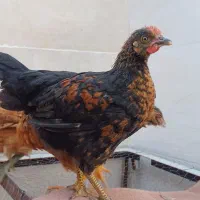 ۴ عدد جوجه رسمی.