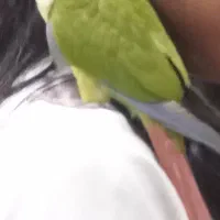 طوطی گرینچیک رام رام