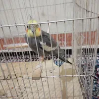 یک عدد عروس سخنگو