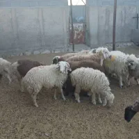 تعداد ۴۰ راس بره پرواری به فروش می‌رسد