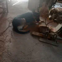 سگ نر برای جفت گیری