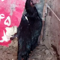 مرغ افغان|حیوانات مزرعه|بندرعباس, |دیوار