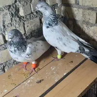 شیخی وپلاکی|پرنده|رامشیر, |دیوار