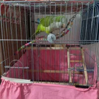 طوطی راهب سخنگو،کاسکو،ملنگو