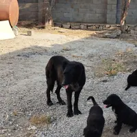 واگذاری سگ نگهبان غول پیکر|سگ|کرمانشاه, |دیوار