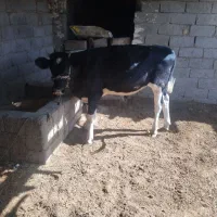 گوساله