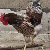 خروس ویاندوت اورنج