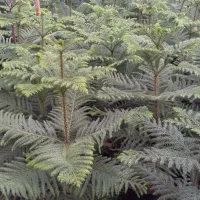 کاج اسباتی شفلورا برگ انجیری بابا آدم|گل و گیاه طبیعی|سلمان‌شهر, |دیوار