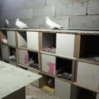 جفتگاه کبوتر|لوازم جانبی حیوانات|عجب شیر, |دیوار